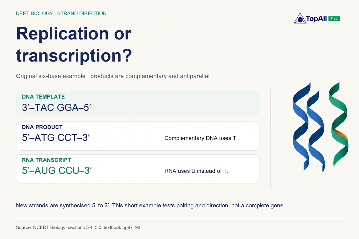 For template 3′–TAC GGA–5′, complementary DNA is 5′–ATG CCT–3′ and the RNA transcript is 5′–AUG CCU–3′. Products are antiparallel to the template; RNA uses U instead of T. This is an original short pairing-and-direction exercise.
