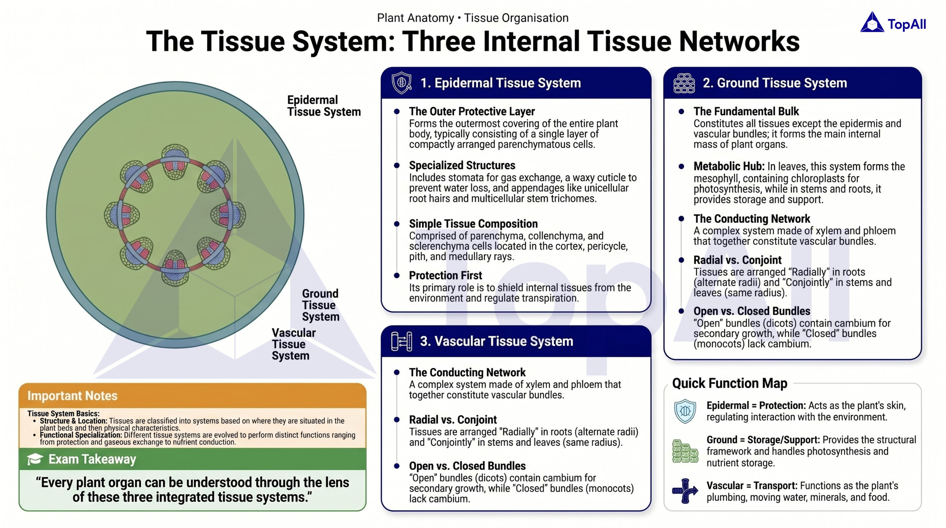 The Tissue System