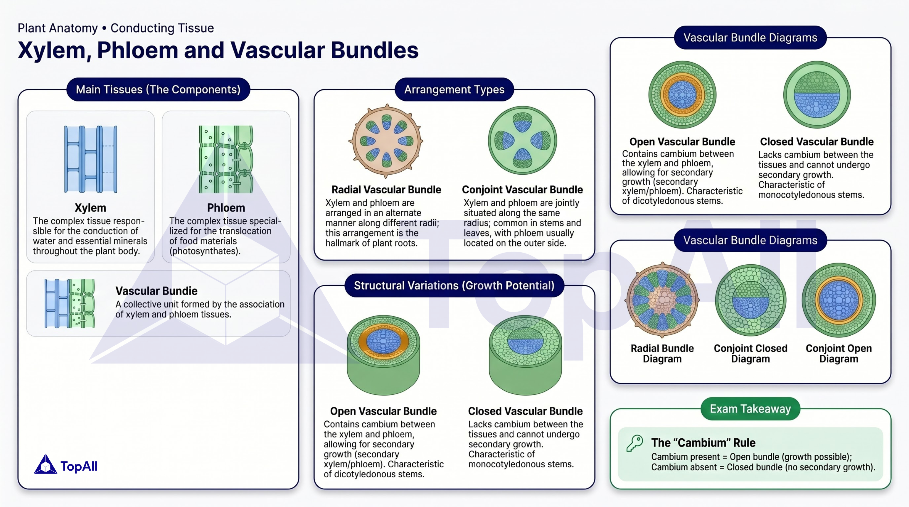 The Vascular Tissue