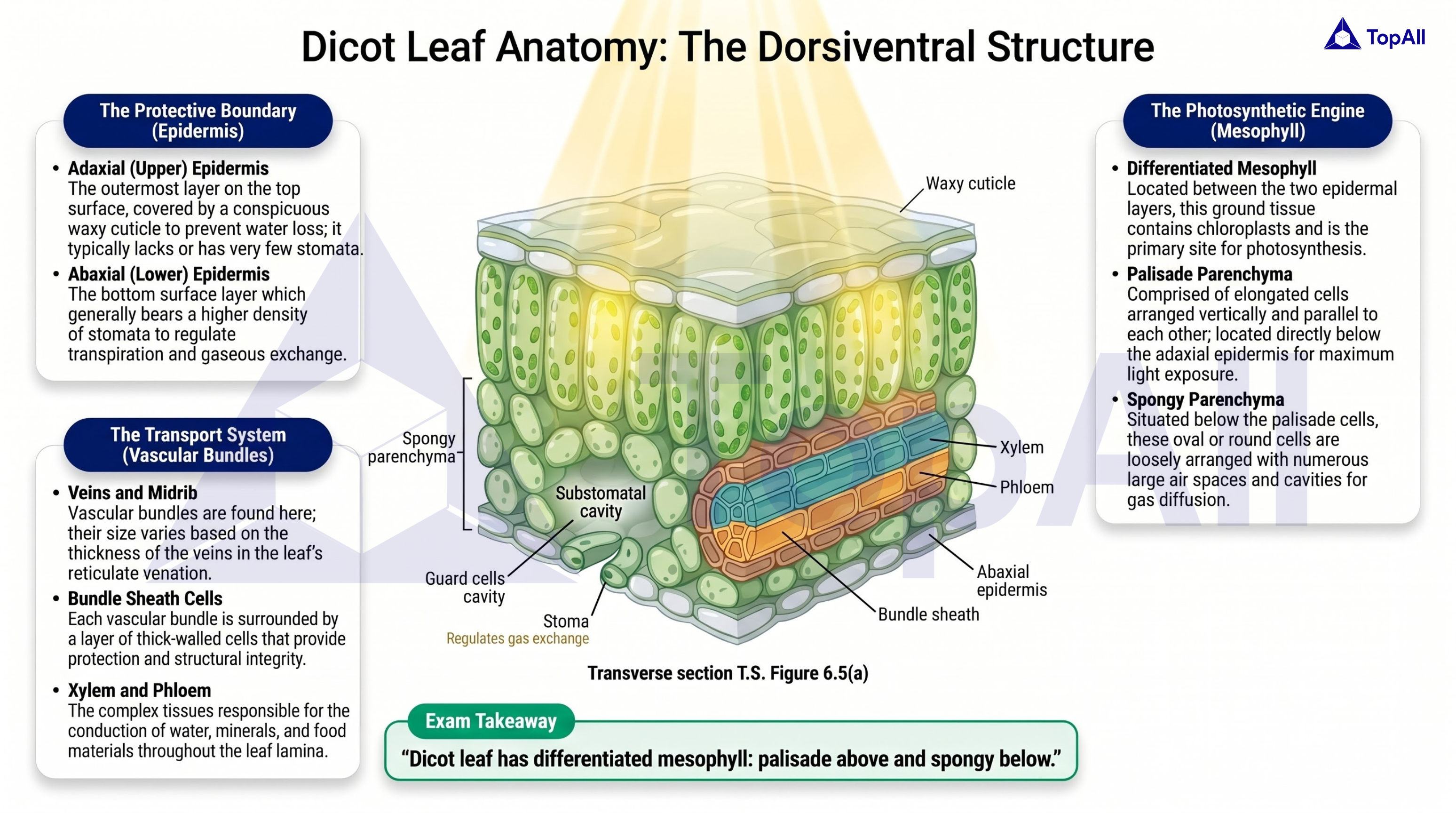 Dorsiventral Dicotyledonous Leaf