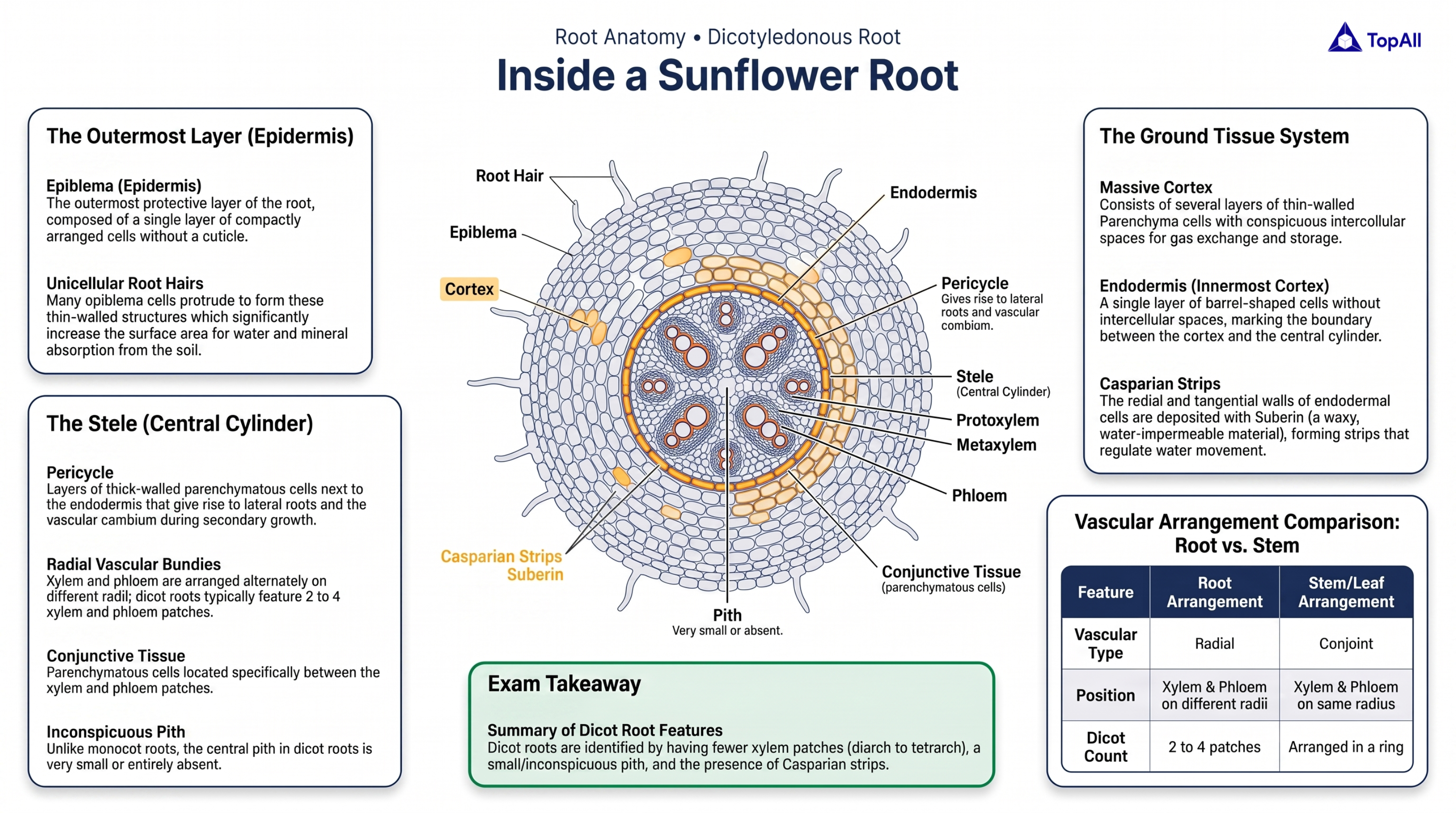 Dicotyledonous Root